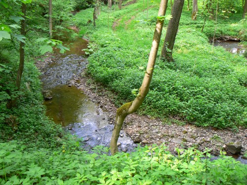 meandr potoka Bělé