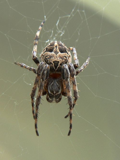 Obrovitánský pavouk křižák