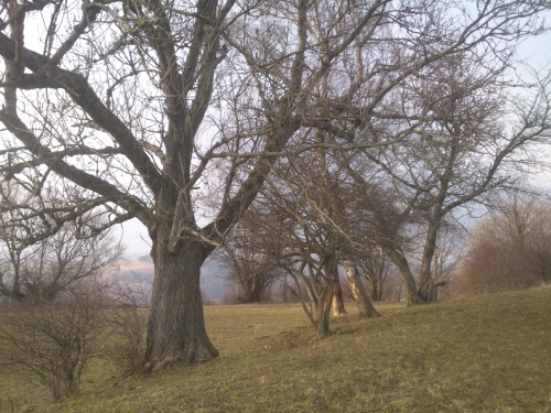 Stromy na okraji dávného pole