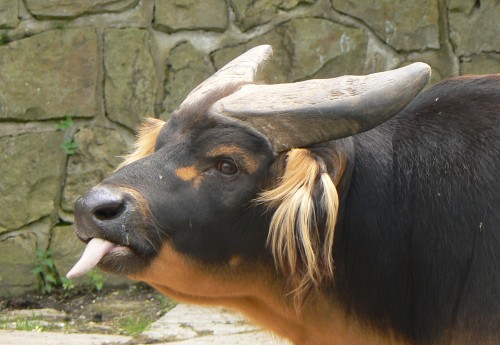 Kráva s vypláznutým jazykem