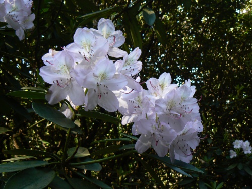 Kvty rododendronu zblzka