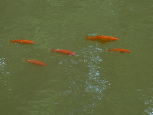 Oranov rybiky