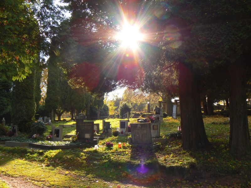 Paprsky, procházející větvemi stromů zlatí svým svitem náhrobky na hřbitově