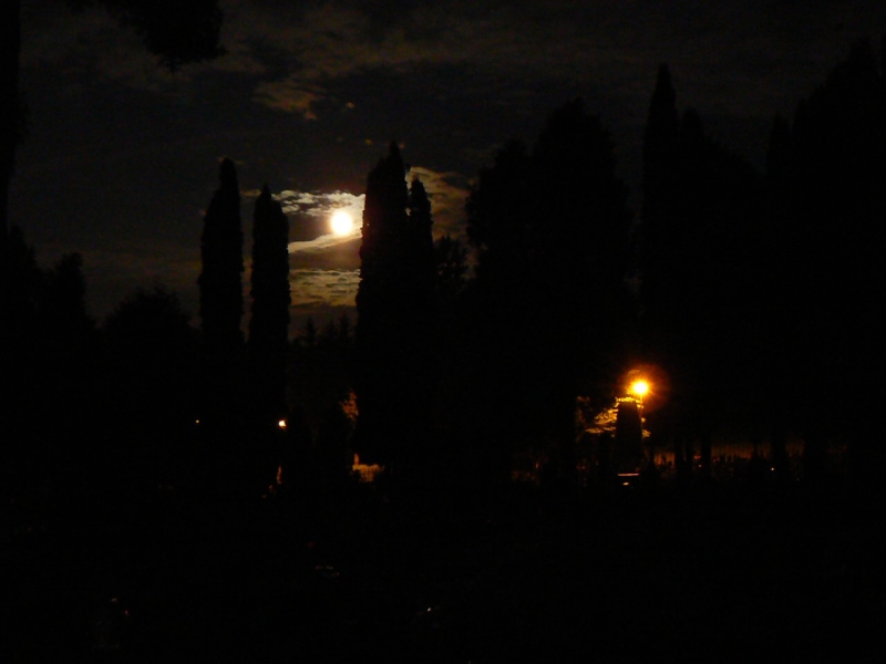 Měsíční kotouč vystupuje na oblohu mezi stromy