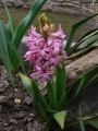 hyacint.jpg, 24 kB