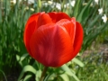 tulipan01.jpg, 25 kB