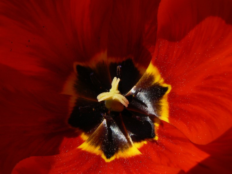 tulipan02.jpg, 85 kB