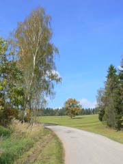 Podzimní stromy podél silničky z Kunčic do Lánova