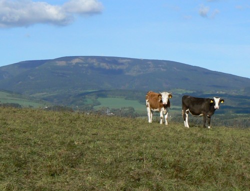 Kravky z farmy v Dolním Lánově na krásné pastvině na vrchu Číhadlo