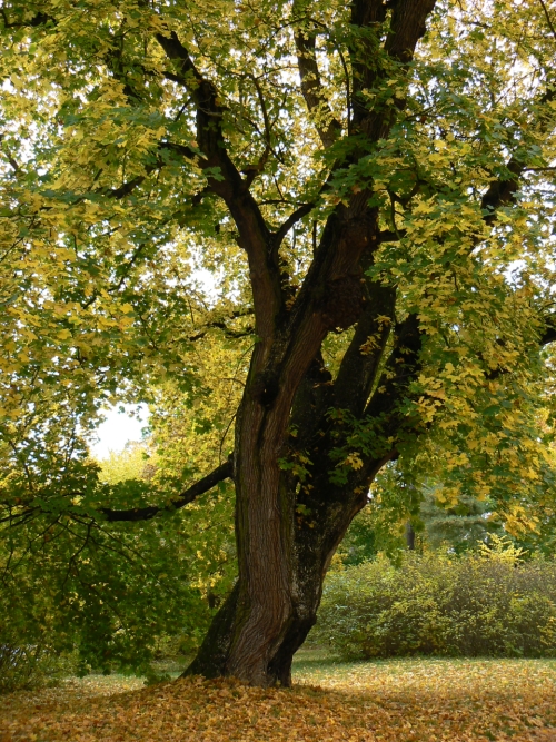 Starý strom v anglickém parku