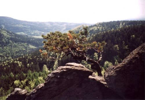 Přírodní bonsaj na Božanovském Špičáku