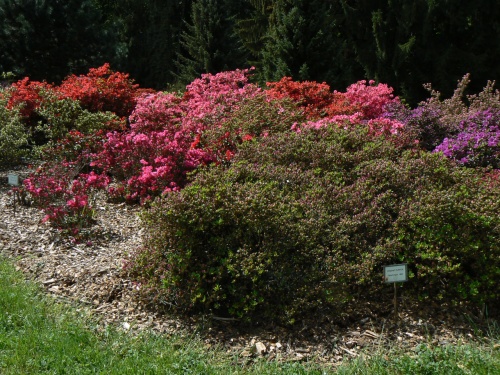 Kvetoucí keře v botanické zahradě